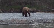 Kenai River Brown Bear