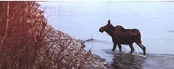 Kenai River Moose