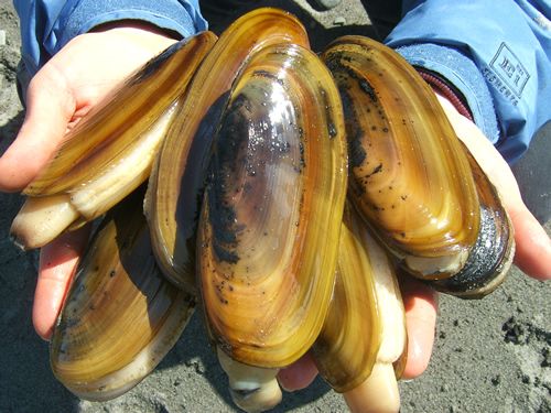 Alaska Razor Clams