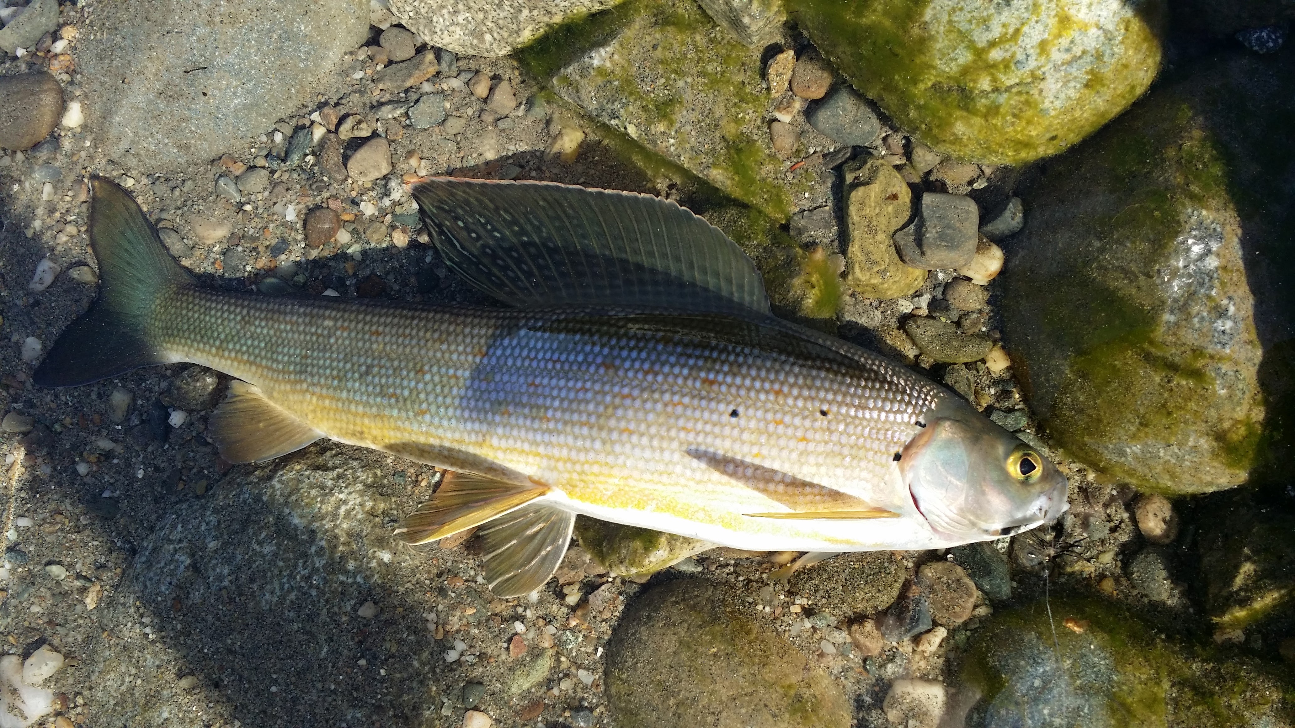 Arctic Grayling