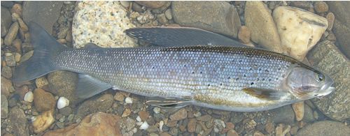 Thymallus Arcticus, Chena River Fairbanks Alaska