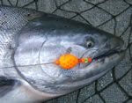 BeauMac Cheaters drifting for King Salmon on the Kenai River