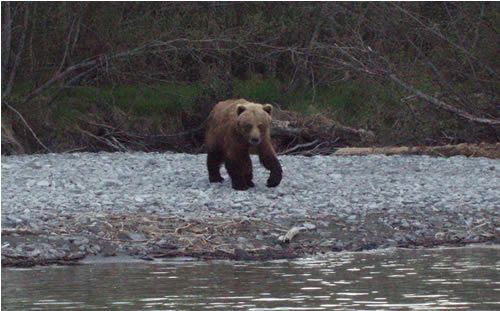 Kenai River Brown Bear