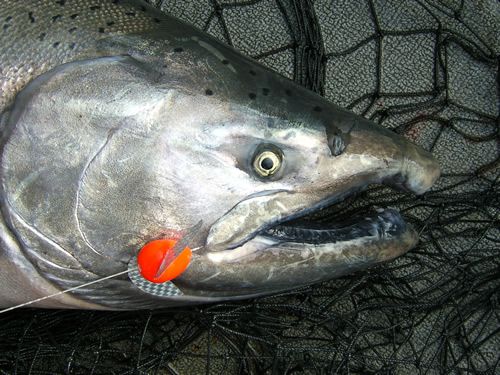 Cindy's King Salmon