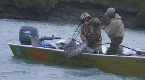 Dave & Jim landing a Kenai King from Rental Boat