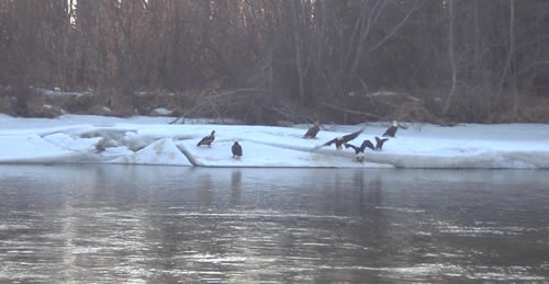 One Big Eagle Family
