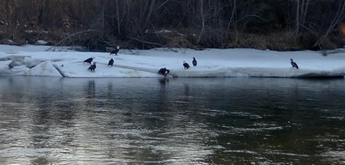 Eagles looking for dinner on the Kenai River