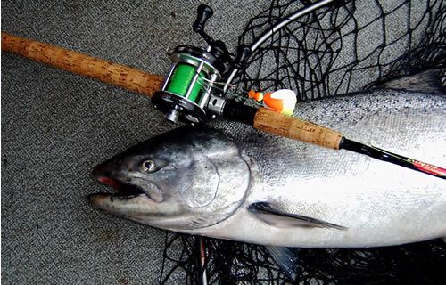 King Salmon on Abu Garcia and Red Hot
