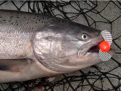 Jillian's Red Hot King Salmon!