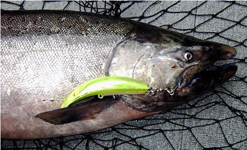 Kenai King Salmon Success!