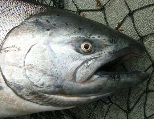 Fresh Fish!