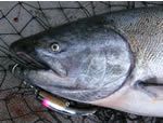 Kenai River Backtrolling with Quikfish K16 plugs
