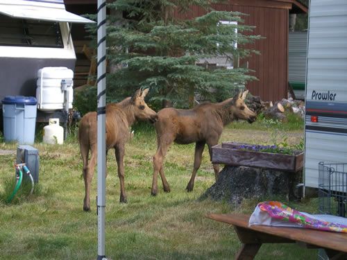 Twin Moose calves at Kenai Riverfront