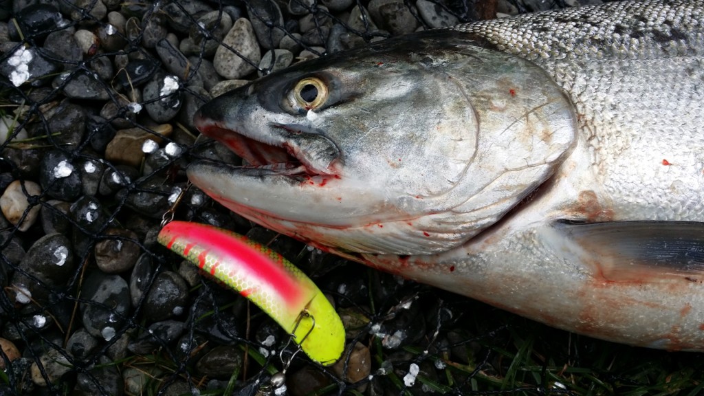 Kenai River Sockeye Run Chart